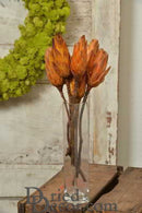 Dried natural Protea Repens bunch in warm orange tones, displayed in clear glass vase, bulk wholesale decor.