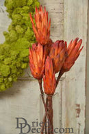 Bulk dried natural protea repens bunch with vibrant red-orange petals in a clear glass vase.