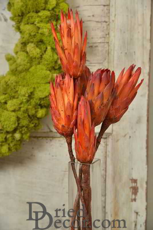 Protea Repens Natural Bunch