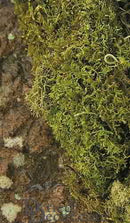 Bulk natural dried sheet moss with earthy brown and green tones in bulk wholesale quantity.