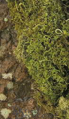Dried Sheet Moss - Bulk Box