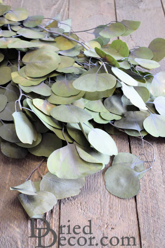 Dried Silver Dollar Eucalyptus - Kiwi Green