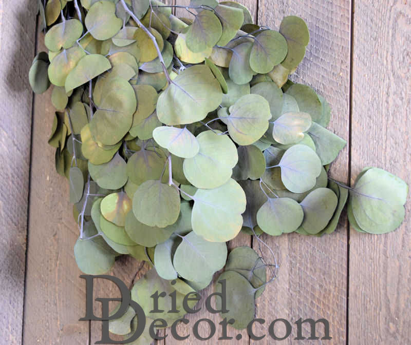 Dried Silver Dollar Eucalyptus - Kiwi Green