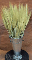 Bundle of dried natural six row barley with short stems in a metal container, bulk wholesale display.