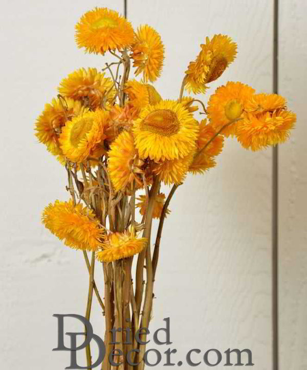 Dried StrawFlowers | 20 Bunches | Color Options Available