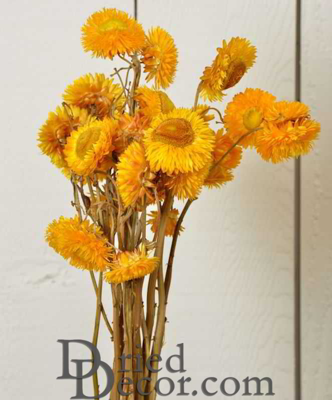 Dried StrawFlowers - Straw Flowers