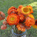 Bulk dried natural strawflowers in vibrant orange shades arranged in a rustic bouquet outdoors.