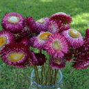 A bouquet of dried strawflowers with a rose color displayed in a vase, outdoors.