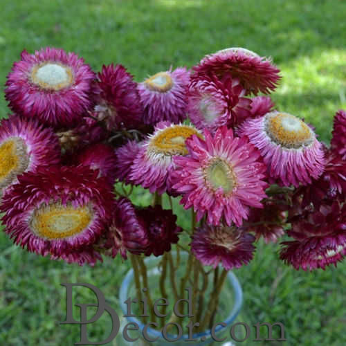 Dried StrawFlowers | 20 Bunches | Rose
