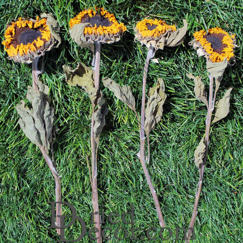 Dried Sunflower Heads - Large