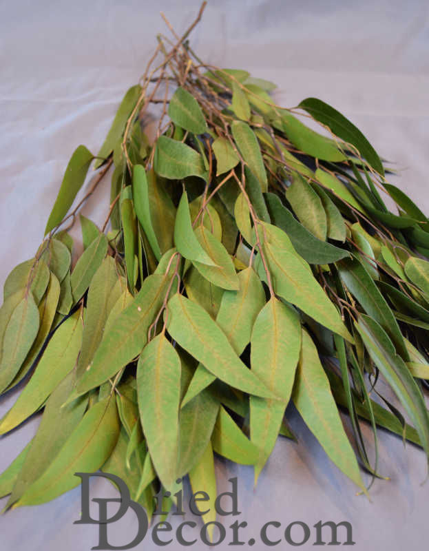 Preserved Willow Eucalyptus Bunch - Green