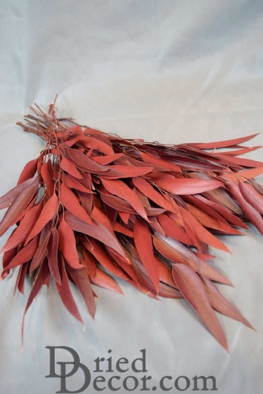 Preserved Willow Eucalyptus Bunch - Red