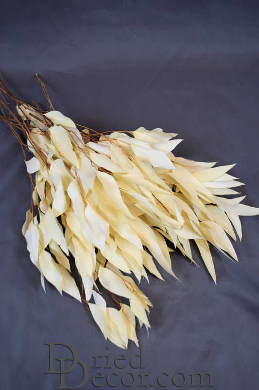 Preserved Willow Eucalyptus Bunch - Bleached White