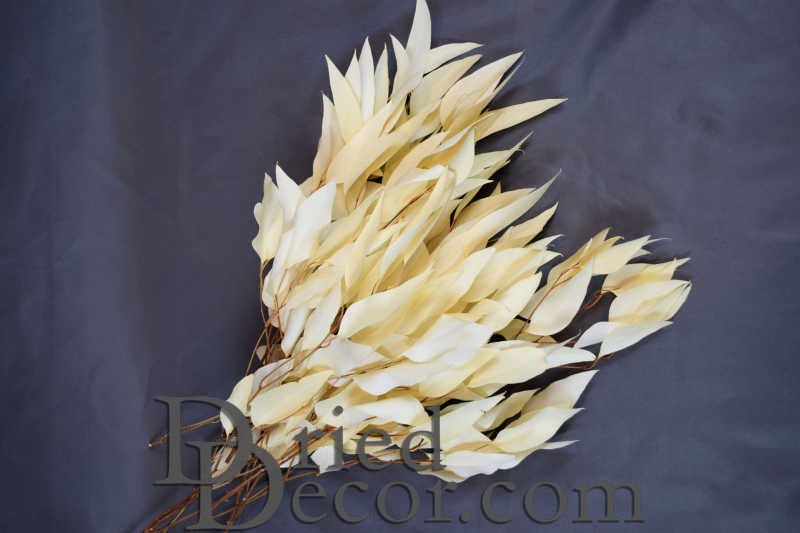 Preserved Willow Eucalyptus Bunch - Bleached White