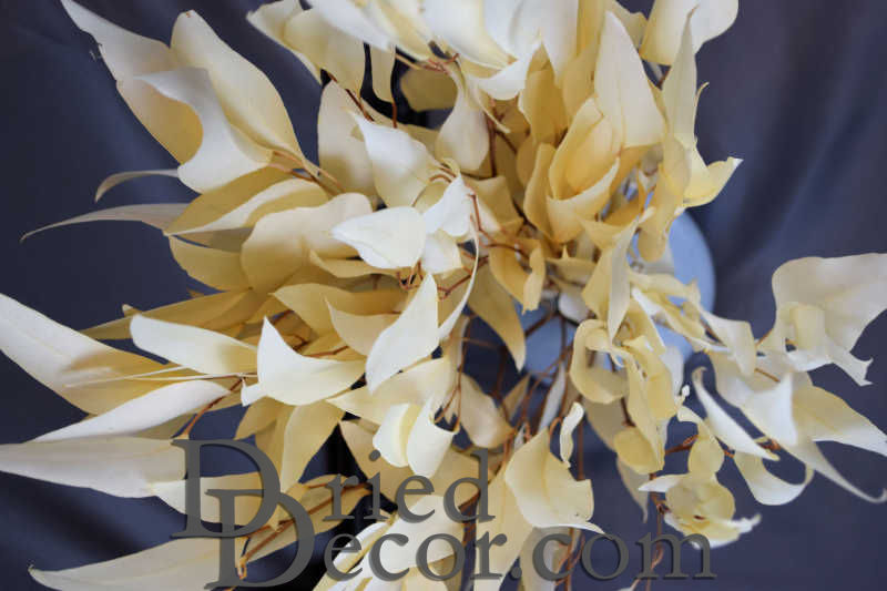 Preserved Willow Eucalyptus Bunch - Bleached White