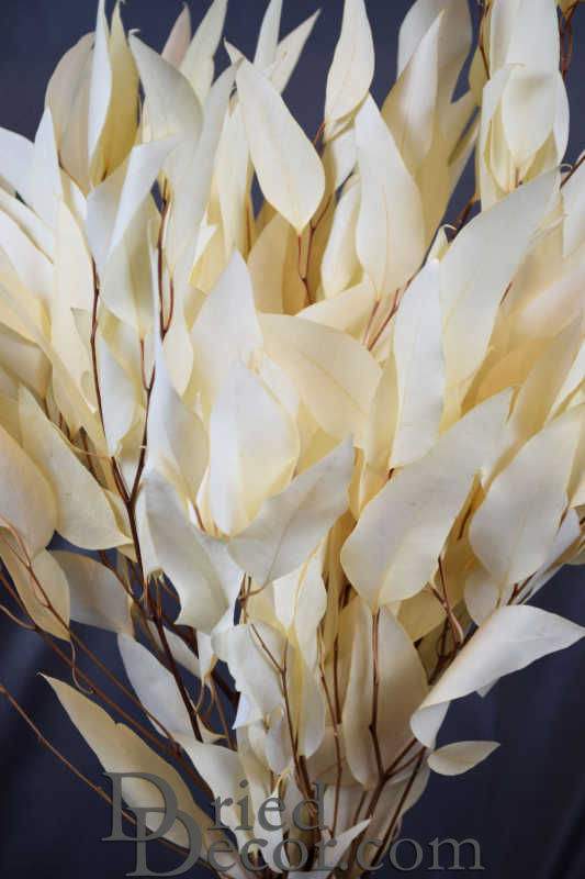 Preserved Willow Eucalyptus Bunch - Bleached White