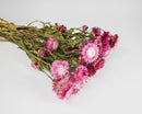 Bulk bundle of natural dried pink strawflowers with green stems on white background.