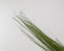 Bulk dried green fountain grass bunches with natural slender stalks and feathery tops.