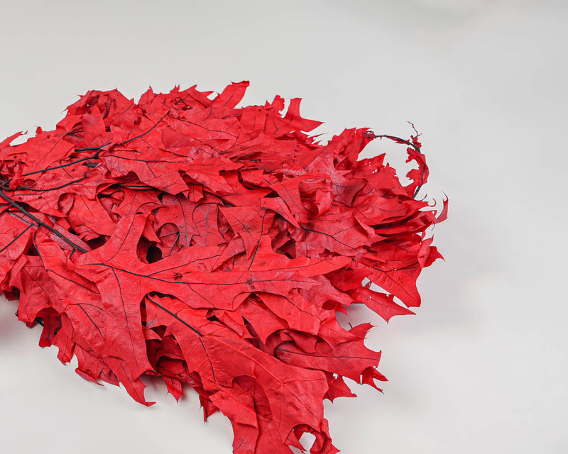 Preserved Red Oak Leaves (1 LB dried leaves) | 25 Pound Case | Red