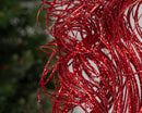 Red glittered curly dried decorative branches bundled in bulk for wholesale use.