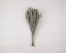 Light green dried Artemesia bunch with slender stems, natural wholesale bulk arrangement.