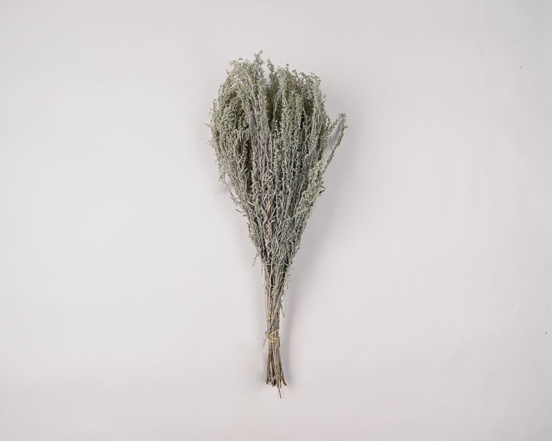 Dried Artemesia (Artemisia, Silver King, Wormwood) | 20 Bunches | Light Green