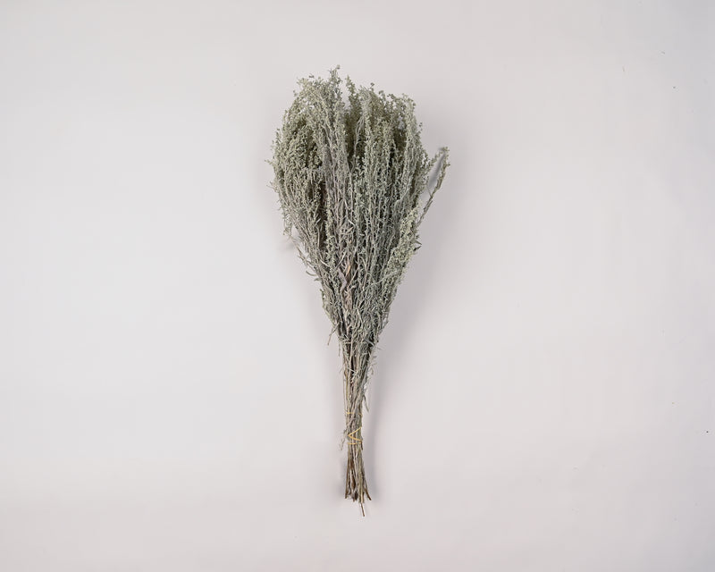 Dried Artemesia (Artemisia, Silver King, Wormwood)