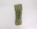 Bundle of 20 long dried natural oats in light green, wholesale bulk decorative wheat.