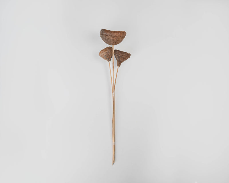 Dried Monkey Pods on Stem