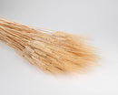 A bundle of dried wheat bunches with a light golden color laid out on a white surface.