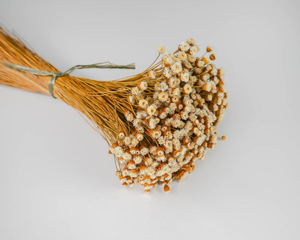 Dried Happy Flower - Straw Flowers | 12 Bunches | Natural