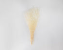 Bundle of dried natural white baby's breath flowers with light tan stems, sold wholesale in bulk.