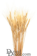 Blond dried wheat bunch with natural golden stalks, bulk wholesale decorative wheat bundle.