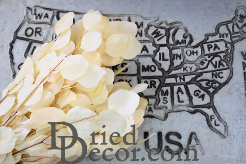 Preserved Populus Eucalyptus Bunch - White