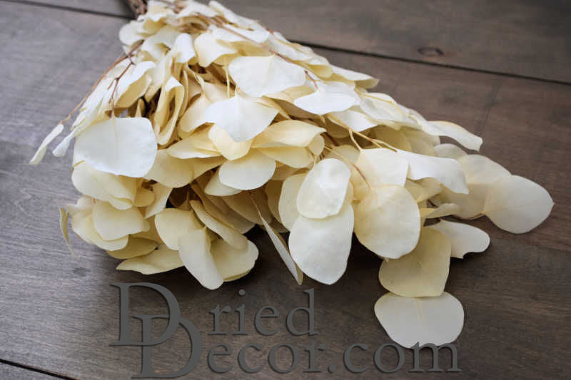 Preserved Populus Eucalyptus Bunch - White