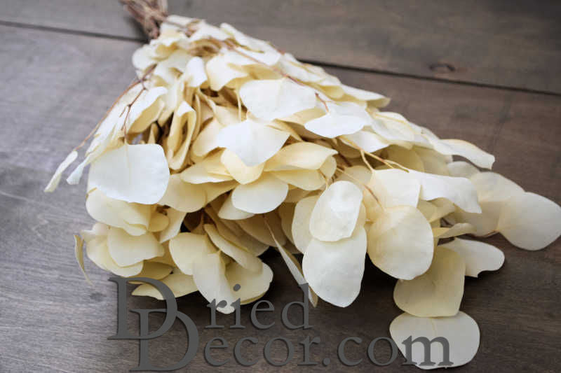 Preserved Populus Eucalyptus Bunch - White