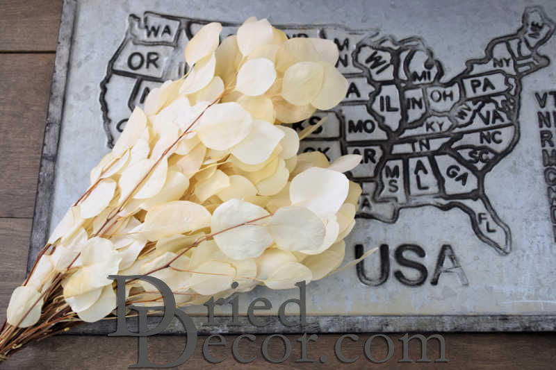 Preserved Populus Eucalyptus Bunch - White