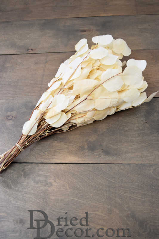 Preserved Populus Eucalyptus Bunch - White