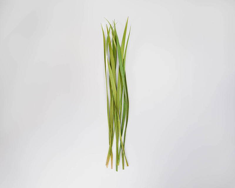 Dried Snake Leaves - Dried Sabel Palm