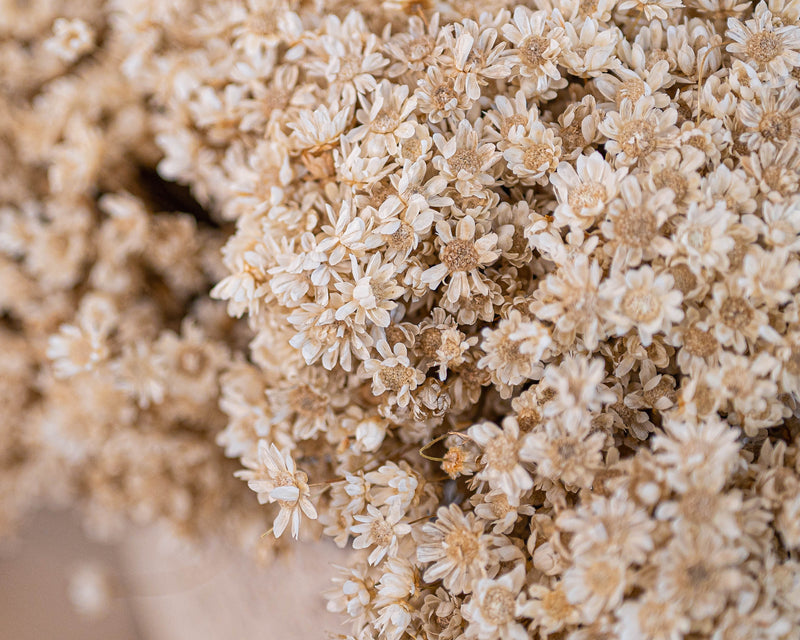 Dried Everlasting Flowers - Natural Helichrysum