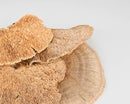 Bulk dried natural sponge mushrooms with textured caps in a close-up view.