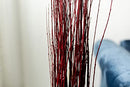 A bunch of long red Asian willow branches in a clear vase with a blurred background.