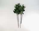 Bundle of 12 dried natural eucalyptus stems with green and burgundy leaves for wholesale or bulk arrangements.