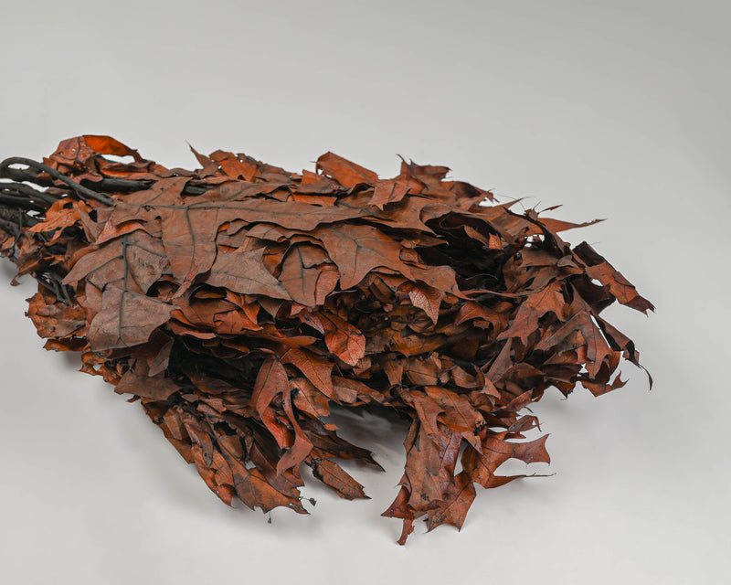 Preserved Chocolate Oak Leaves