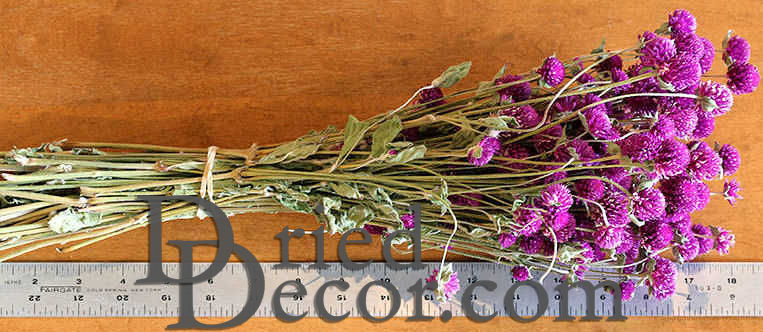 Dried Globe Amaranth | 6 Bunches | Purple
