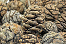 Dried natural Sequoia pine cones in bulk with rich brown tones, ideal for wholesale use.