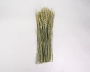 Bulk dried fan grass bunches in light green natural tones arranged neatly on white background.