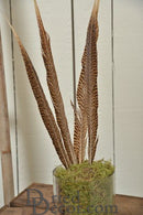 Bulk dried natural golden pheasant feathers with intricate patterns in a green moss base.