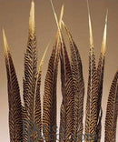 Bulk dried natural golden pheasant feathers with distinctive striped pattern and long slender shape.