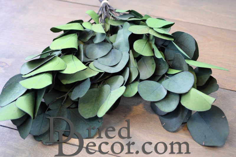 Preserved Populus Eucalyptus Bunch - Green